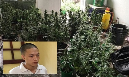 Vạch măt kỹ sư đồ họa chuyển nghề trồng và 'chế' cần sa tại nhà chung cư