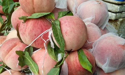 Sự thật đào tiên khổng lồ mới xuất hiện: 1kg/quả, giá chỉ 10.000 đồng