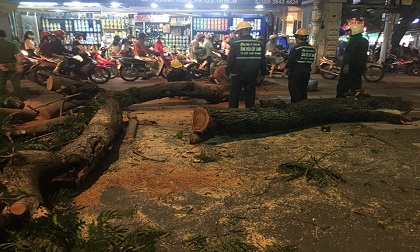 Cây xanh bật gốc đè tiệm tạp hóa, nhiều người may mắn thoát chết