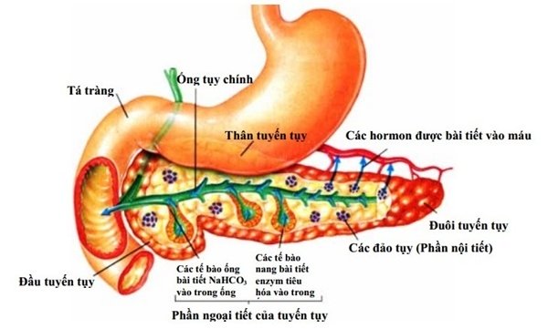 Căn bệnh khiến thanh niên 20 tuổi tử vong tức tưởi, phái mạnh cần lưu ý