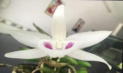 Gốc lan đột biến 17 tỷ: Sự thật bất ngờ về cú chơi chấn động