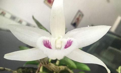 Bí mật phía sau những thương vụ bán lan đột biến tiền tỷ