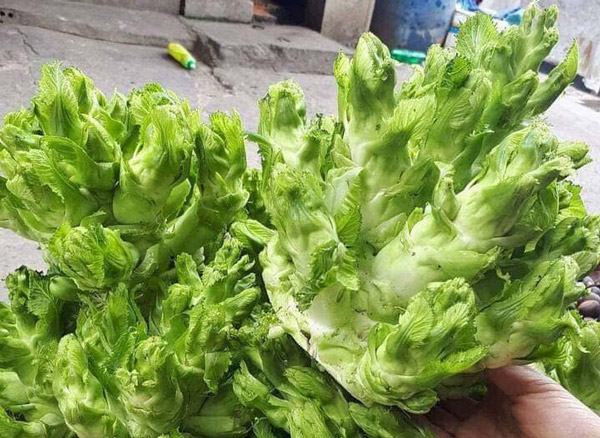 Rau mầm đá - đặc sản 