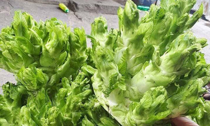 Rau mầm đá - đặc sản 'tiến vua' đang được dân Hà Nội săn lùng