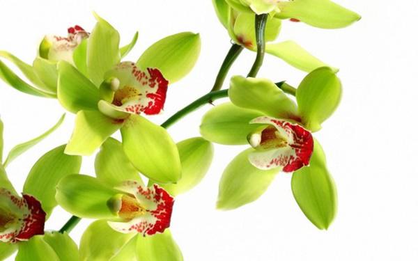 8 nam nuoi duong, 5 nam doi no hoa: dau tim voi gio phong lan 4,5 ty - 1