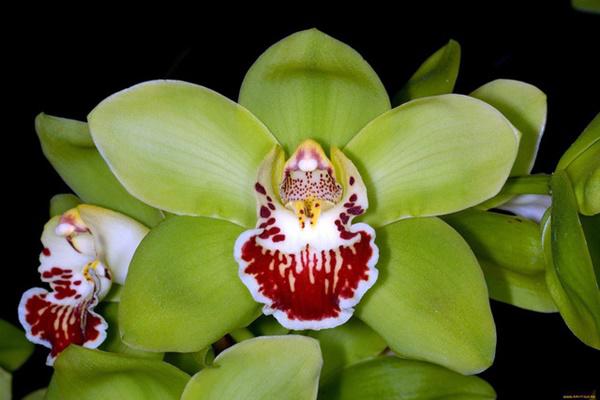 8 nam nuoi duong, 5 nam doi no hoa: dau tim voi gio phong lan 4,5 ty - 2