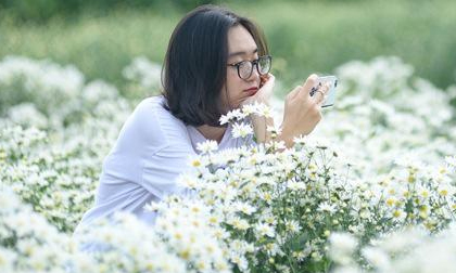 Cúc hoạ mi ở Hà Nội vào mùa: Đâu chỉ giới trẻ, ông bà già cũng kéo nhau đi chụp