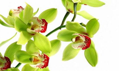 8 năm nuôi dưỡng, 5 năm đợi nở hoa: Đau tim với giò phong lan 4,5 tỷ