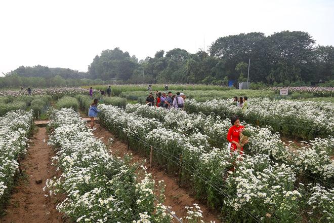 cuc hoa mi o ha noi vao mua: dau chi gioi tre, ong ba gia cung keo nhau di chup - 1