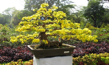 Vào dịp giáp Tết, nhất định phải đặt 5 loại cây phong thủy này trong nhà để rước thần tài - đón quý nhân