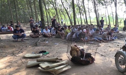 Đánh bạc trong vườn cao su, hàng chục 'con bạc' bị bắt giữ