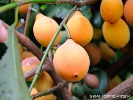 Loại quả được mệnh danh là “măng cụt vàng”, giá tiền triệu/kg - 2