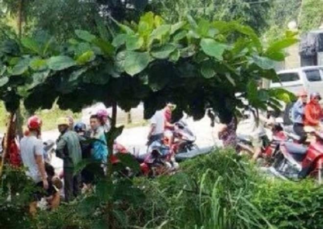 Phát hiện thi thể đang phân hủy, úp mặt vào thau nước - 1