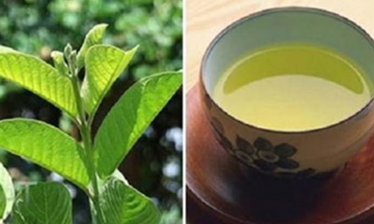 Sự thật về 'thần dược' trà lá ổi chống ung thư, hỗ trợ chữa tiểu đường