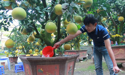 Nhộn nhịp cây cảnh ngày Tết: Đào cổ “thất thế”, bưởi ghép “soán ngôi”