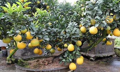 Bưởi cảnh hàng trăm triệu đồng đắt giá dịp cận Tết Nguyên đán Kỷ Hợi