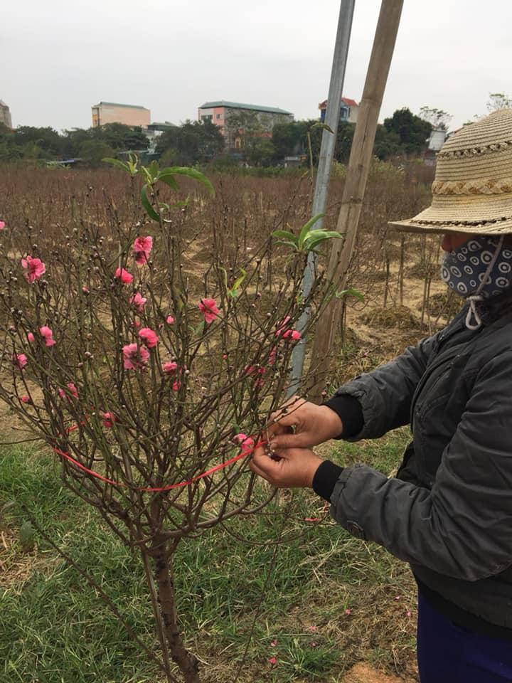 chua tet hoa dao da chay hang vi khach muon choi som - 3