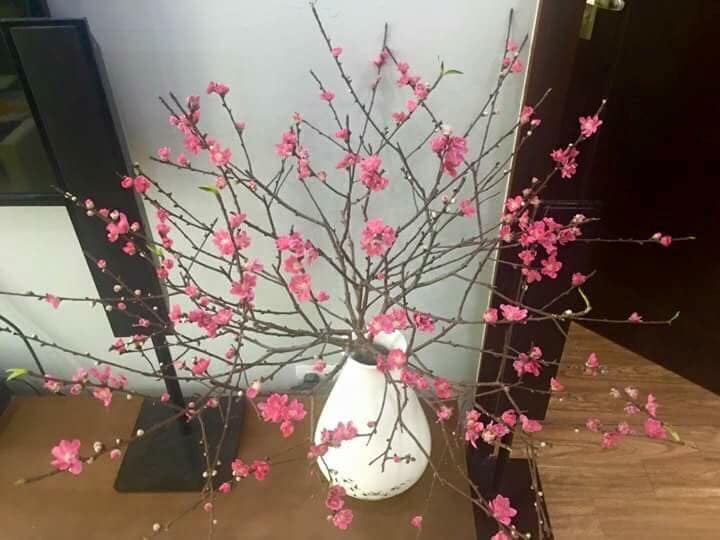chua tet hoa dao da chay hang vi khach muon choi som - 5