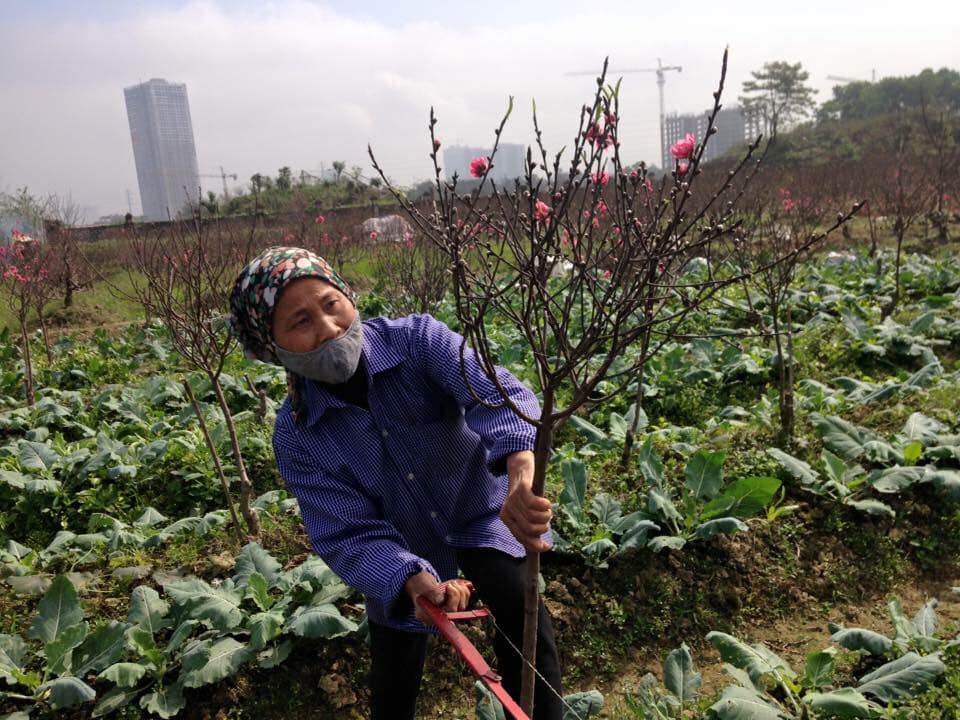 chua tet hoa dao da chay hang vi khach muon choi som - 4