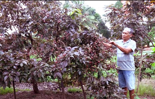 Cận Tết, vườn nhãn tím 