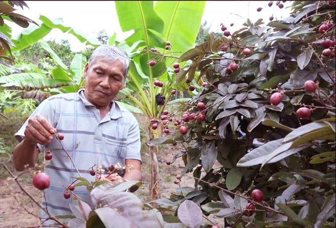 Cận Tết, vườn nhãn tím 