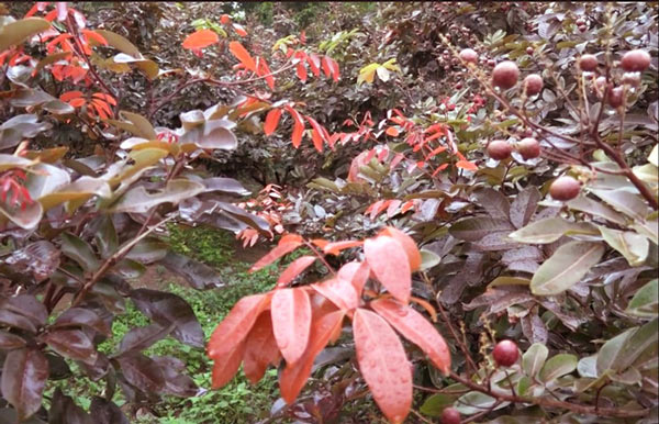 Cận Tết, vườn nhãn tím 