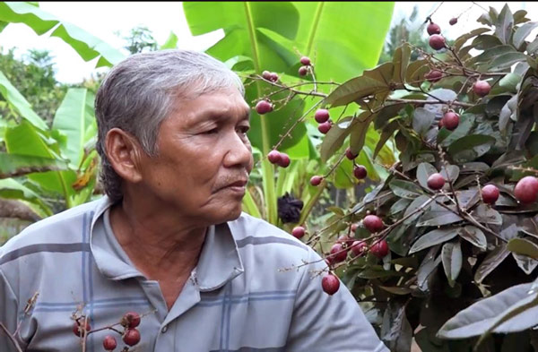 Cận Tết, vườn nhãn tím 