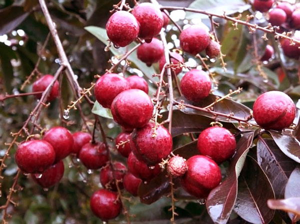 Cận Tết, vườn nhãn tím 
