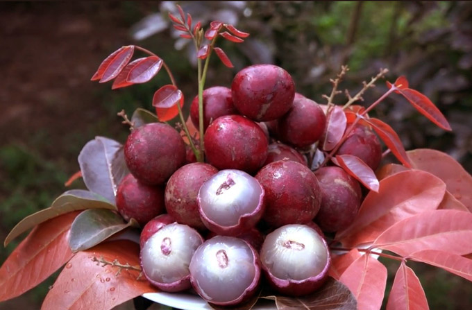 Cận Tết, vườn nhãn tím 
