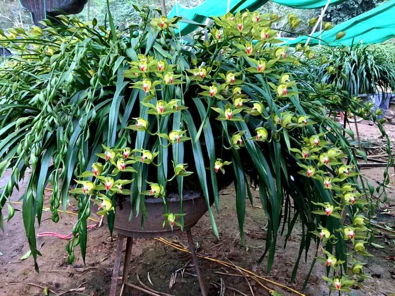 Huyền thoại giấc mộng vua Trần: 100 triệu/chậu địa lan chơi Tết