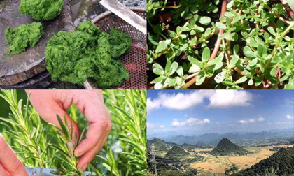 Tứ đại đặc sản được xem như 'thần dược trường thọ” trên đất Việt