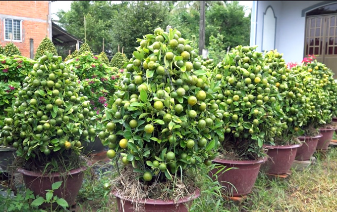 quat kieng hinh heo, rong, huou,...ram ro 'do bo' vao chung tet 2019 hinh anh 8