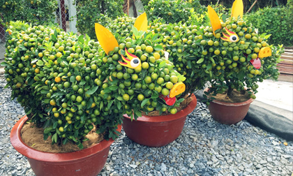Quất kiểng hình heo, rồng, hươu,...rầm rộ 'đổ bộ' vào chưng Tết 2019
