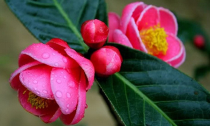 6 loại hoa nhất định phải có trong dịp Tết Nguyên Đán 2019 để xua tai đón lộc