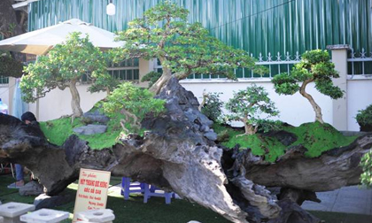 Tuyệt phẩm bonsai mai vàng gắn với nguyệt quế giá tiền tỷ trực chờ đại gia