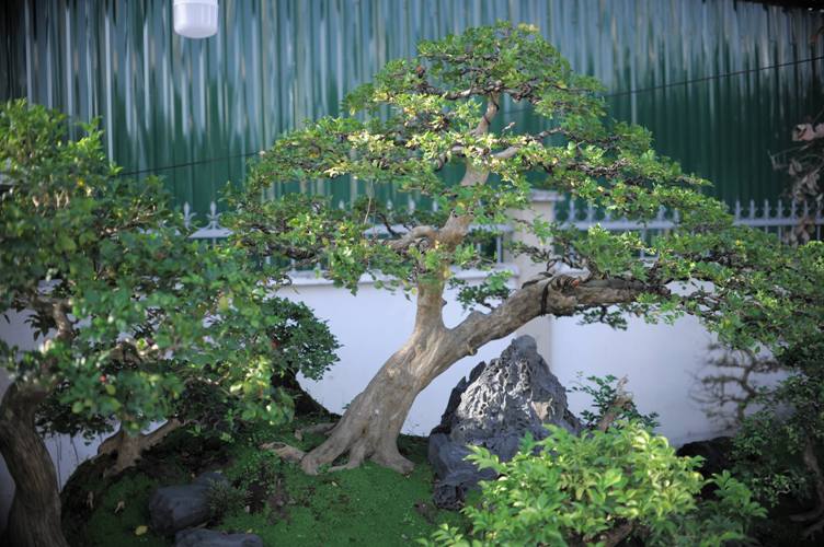 tuyet pham bonsai mai vang gan voi nguyet que gia tien ty truc cho dai gia hinh anh 1