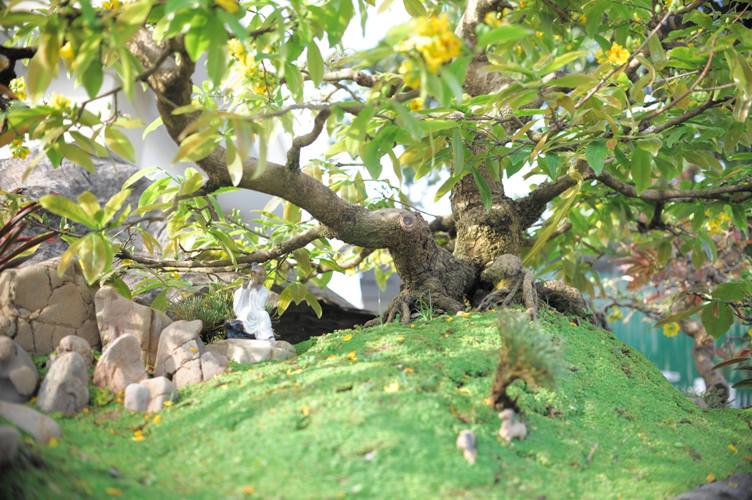 tuyet pham bonsai mai vang gan voi nguyet que gia tien ty truc cho dai gia hinh anh 5
