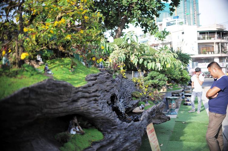 tuyet pham bonsai mai vang gan voi nguyet que gia tien ty truc cho dai gia hinh anh 9