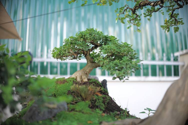 tuyet pham bonsai mai vang gan voi nguyet que gia tien ty truc cho dai gia hinh anh 8
