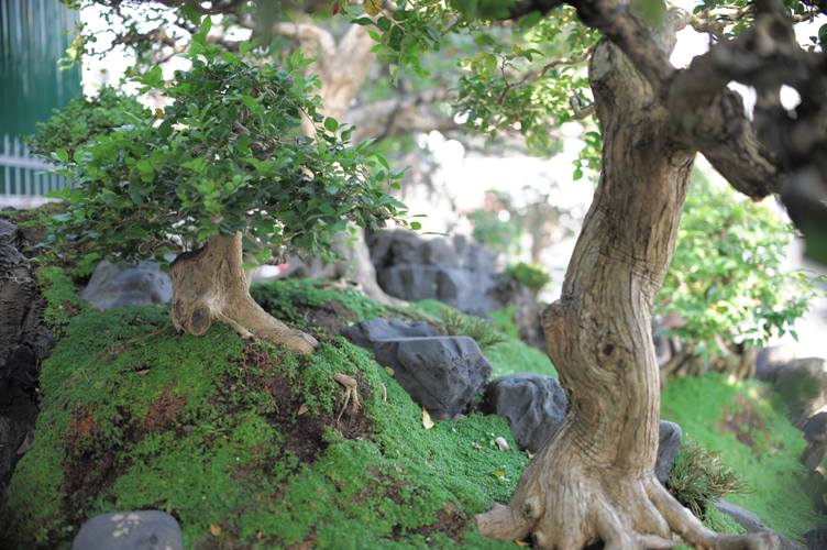 tuyet pham bonsai mai vang gan voi nguyet que gia tien ty truc cho dai gia hinh anh 7