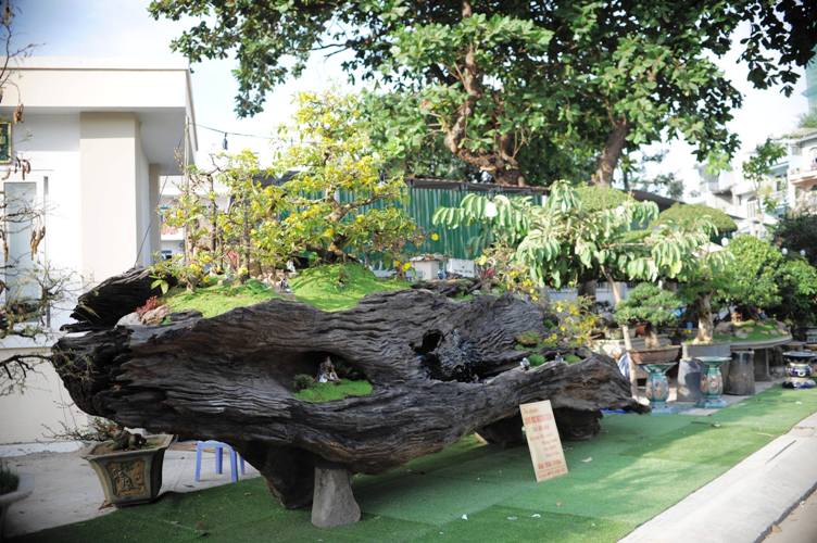 tuyet pham bonsai mai vang gan voi nguyet que gia tien ty truc cho dai gia hinh anh 4