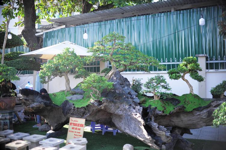 tuyet pham bonsai mai vang gan voi nguyet que gia tien ty truc cho dai gia hinh anh 6