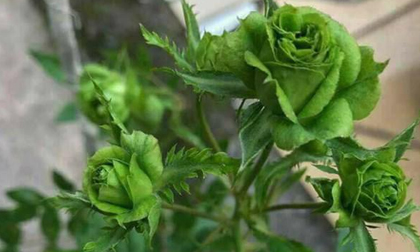 Tết này, giới chơi cây lại 'sốt xình xịch' với loại hoa hồng có màu xanh như lá