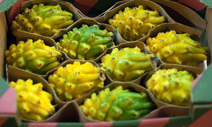 Giá chát: 1 triệu đồng/kg thanh long vàng trưng Tết