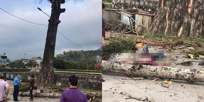 Đang đi bộ trên đường, nam thanh niên bị cành cây gạo rơi trúng đầu, tử vong tại chỗ