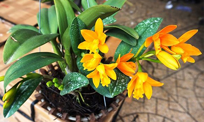 Những cây cảnh để trong nhà vừa may mắn vừa tốt cho sức khoẻ
