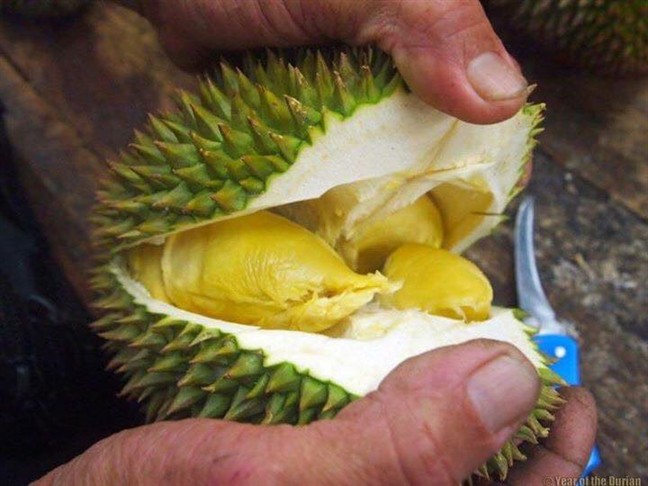 Ăn sầu riêng bạn sẽ đạt được vô vàn những lợi ích chung không tưởng này cho sức khỏe Ăn sầu riêng bạn sẽ đạt được vô vàn những lợi ích chung không tưởng này cho sức khỏe