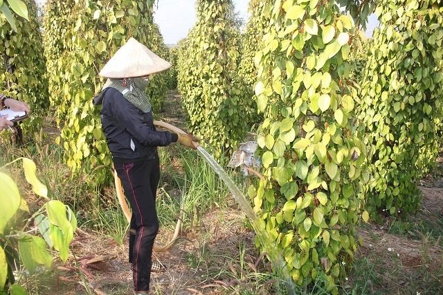 Dân Việt rớt nước mắt trên mỏ 'vàng đen' số 1 thế giới