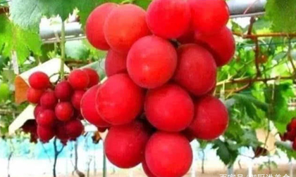 4 loại quả quý hiếm trên thế giới, có tiền chưa chắc đã được ăn