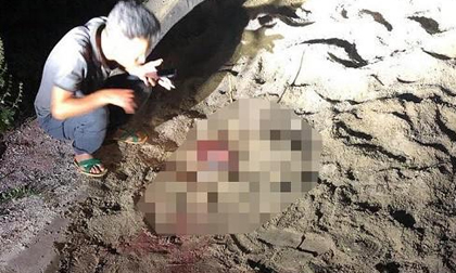 Vụ bé trai 7 tuổi bị đàn chó cắn tử vong: Công an vào cuộc điều tra